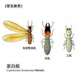 成都如何灭白蚁