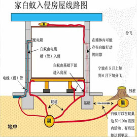 装修白蚁消杀