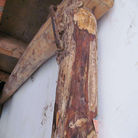 建筑白蚁防治