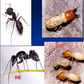 白蚁与蚂蚁的区别