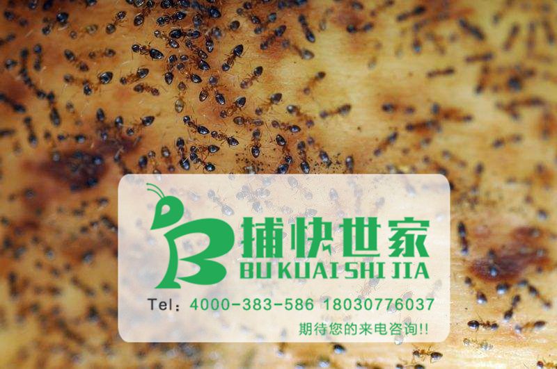 成都专业的白蚂蚁防治方法
