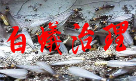成都室内白蚁防治技巧