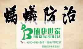 成都蚂蚁入侵：家庭蚂蚁如何防治