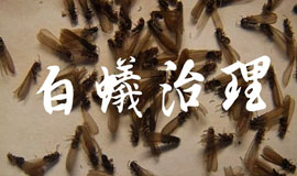 成都白蚁入侵：怎样有效的治理白蚁