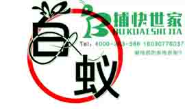 成都高新区白蚁的专业防治方案