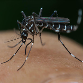 成都蚊类防治：蚊子种类及防治方法