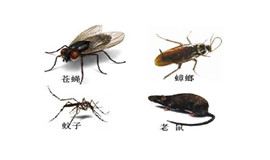 四害指的是什么?成都消杀公司来解答