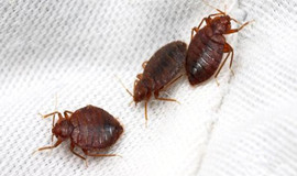成都臭虫防治哪家好？消杀公司分享臭虫防治流程