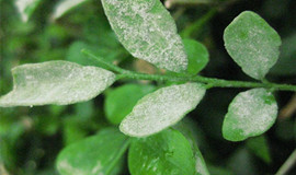 三月园林植物病虫害防治最佳方法