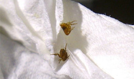 家里有跳蚤怎么办能除根？除虫公司告诉你