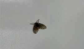 家里老是有害虫，家庭害虫怎么消灭?
