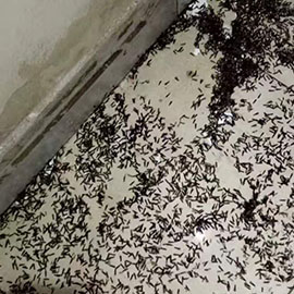 成都企事业单位杀虫消杀案例