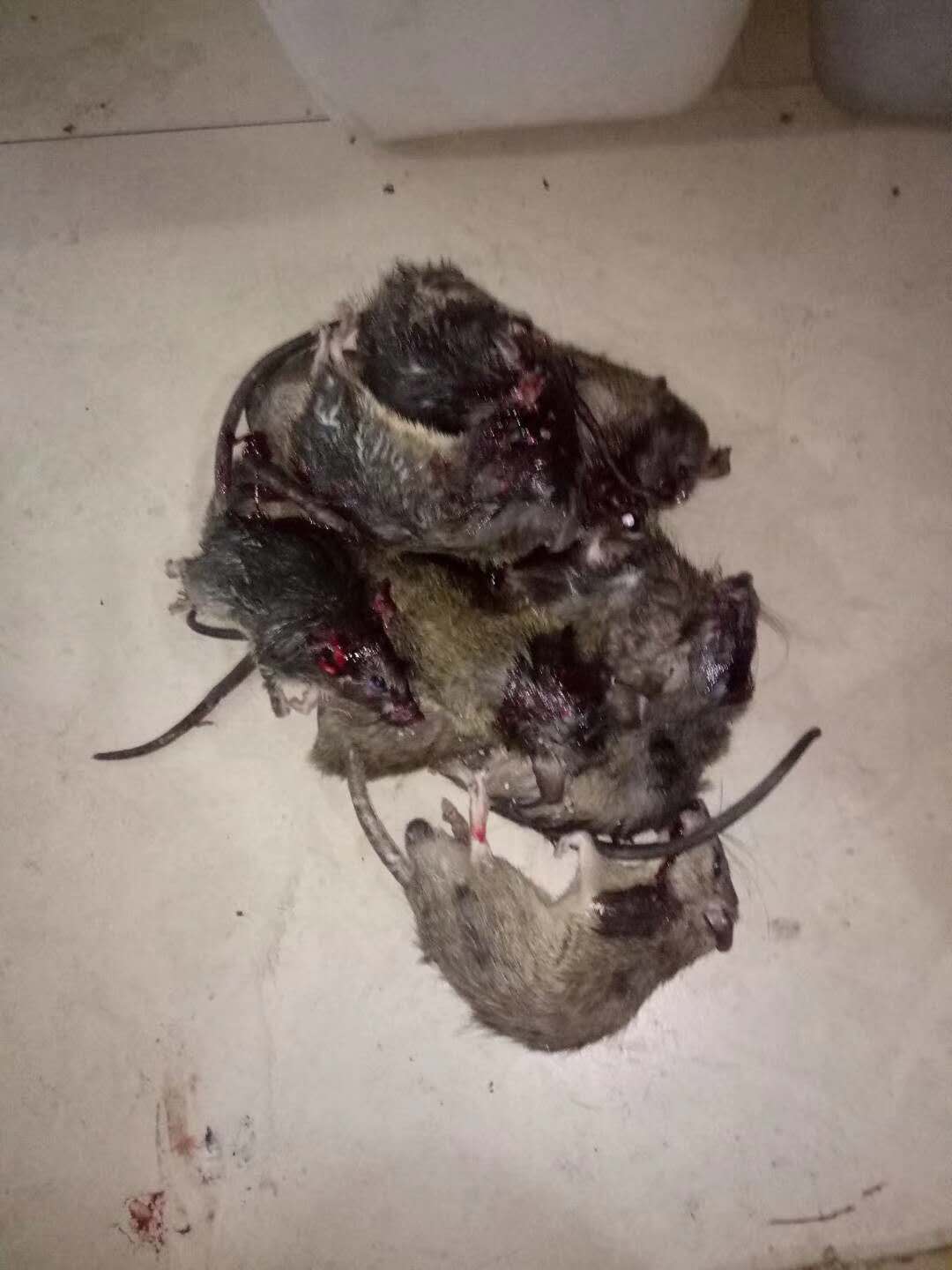 成都专业鼠害治理