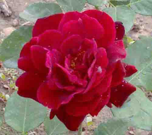 月季花常见病害防治方案