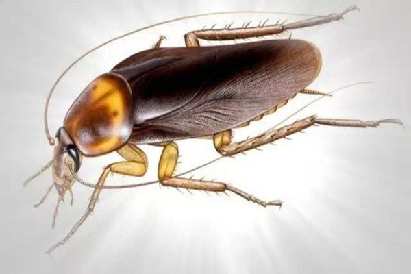 蟑螂怎么消灭最彻底?除虫公司来教你