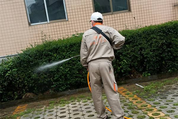 成都农贸市场灭鼠公司推荐专业灭鼠方案