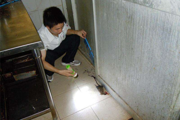 公司单位或家里有老鼠困扰，如何消灭老鼠?