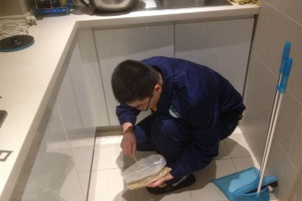 成都虫害防治公司告诉你家庭灭鼠最佳方法
