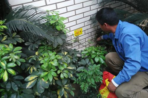 校园虫害问题怎么解决？成都除虫公司来教你