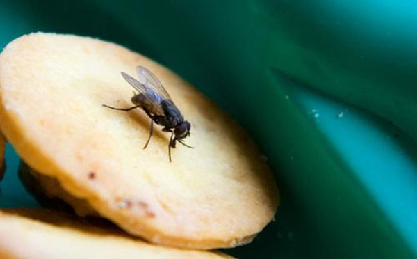 虫害管理公司教你餐厅用什么去苍蝇蚊子