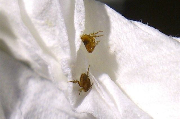 家里有跳蚤怎么办能除根？除虫公司告诉你