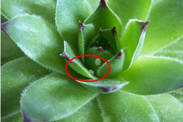 秋天多肉怎么养护?解决蚧壳虫是关键