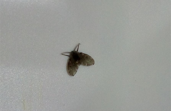 家里老是有害虫，家庭害虫怎么消灭?