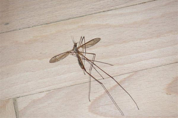 冬天家里蚊子多怎么办？除虫公司教你