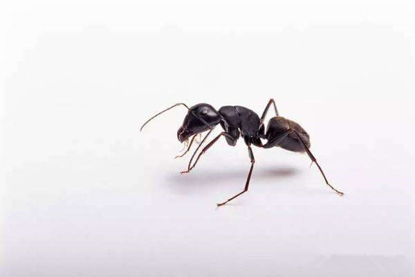 蚂蚁咬人吗?家庭蚂蚁防治方法